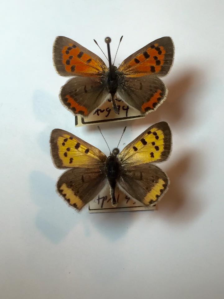 Lycaena phlaeas (aberrant [bottom], 04-1995 in Lakehurst, New Jersey) [Internet image property of respective owner, non commercial use only]